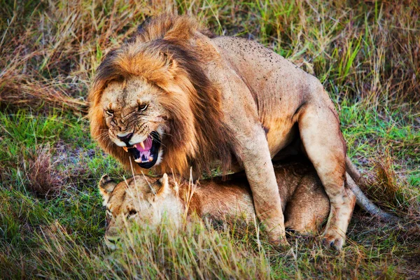 Um par de leões copulação na savana Serengeti, Tanzânia, África — Fotografia de Stock
