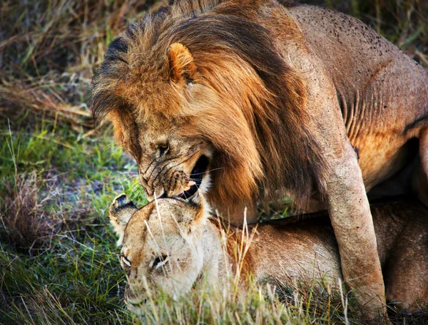 Un par de leones copulación en savanna Serengeti, Tanzania, África — Foto de Stock