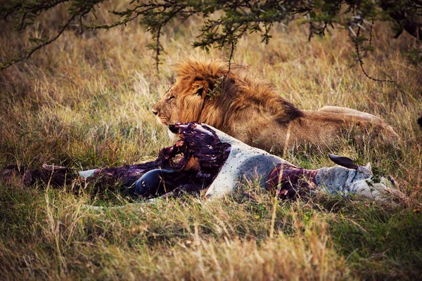 Leone e la sua preda su savana, Serengeti, Africa — Foto Stock