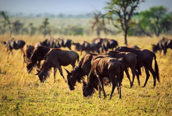 Wildebeests herd, Gnu on African savanna — Stock Photo, Image