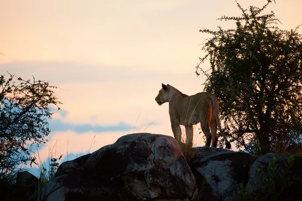 Vrouwelijke leeuw bij zonsondergang. Serengeti, tanzania — Stockfoto