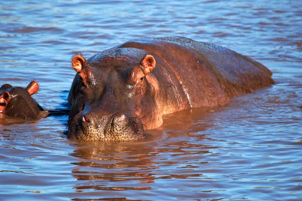 Hipopotam, hipopotam w rzece. Afryki Serengeti, tanzania, — Zdjęcie stockowe