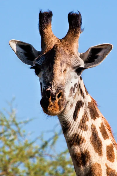 Ritratto giraffa primo piano. Safari nel Serengeti, Tanzania, Africa — Foto Stock