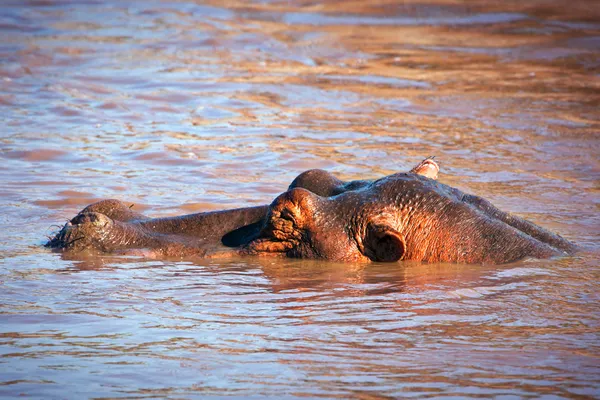 Hipopotam, hipopotam w rzece. Afryki Serengeti, tanzania, — Zdjęcie stockowe