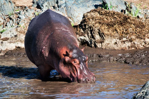 Víziló, víziló a folyó. Serengeti Tanzánia, Afrika — Stock Fotó