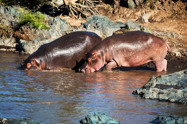 Su aygırı hipopotam nehir. Serengeti, Tanzanya, Afrika — Stok fotoğraf