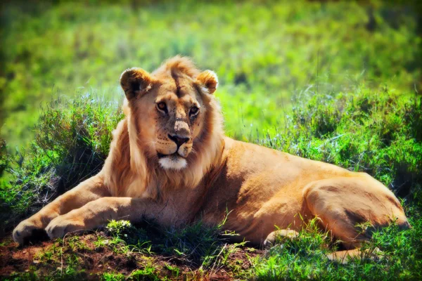 Leão macho adulto jovem em savana. Segurança física em Serengeti, Tanzânia, África — Fotografia de Stock