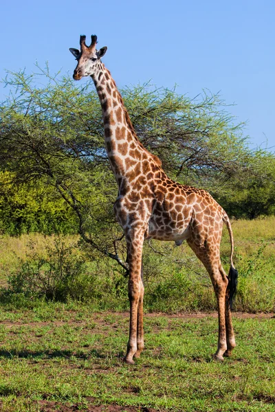 Giraffe on savanna. Safari in Serengeti, Tanzania, Africa — Stock Photo, Image