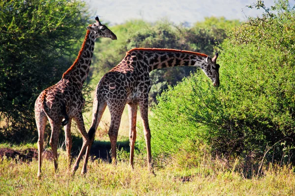 Giraffe sulla savana che mangiano. Safari nel Serengeti, Tanzania, Africa — Foto Stock