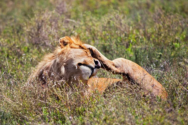 Genç yetişkin erkek aslan ovada. serengeti, Tanzanya, Afrika Safari — Stok fotoğraf