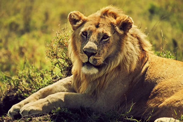 Young adult male lion on savanna. Safari in Serengeti, Tanzania, Africa — Stock Photo, Image