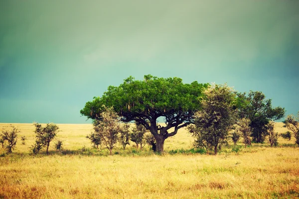 Krajobraz sawanny w Afryce, serengeti, tanzania — Zdjęcie stockowe