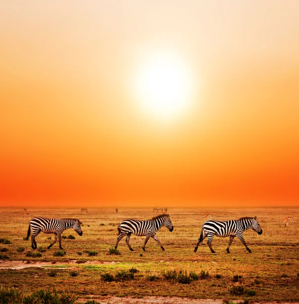 Manada Zebras na savana africana ao pôr-do-sol . — Fotografia de Stock