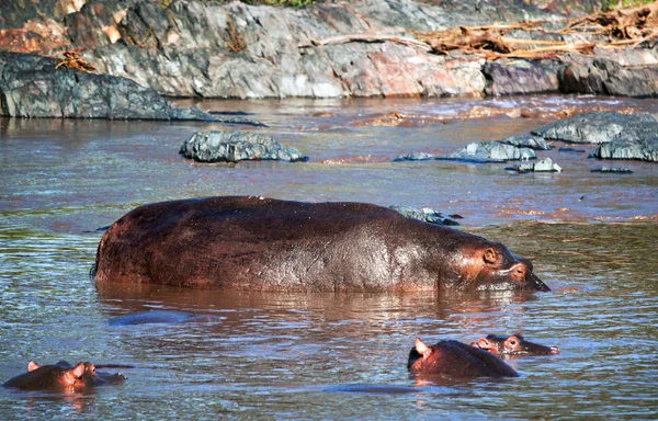 Hipopótamo, hipopótamo en el río. Serengeti, Tanzania, África — Foto de Stock