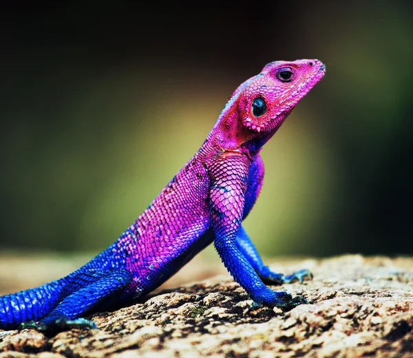 Agama mwanza płaskie na czele. Serengeti, tanzania — Zdjęcie stockowe