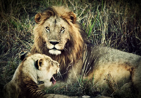 León macho y león hembra. Safari en Serengeti, Tanzania, África —  Fotos de Stock