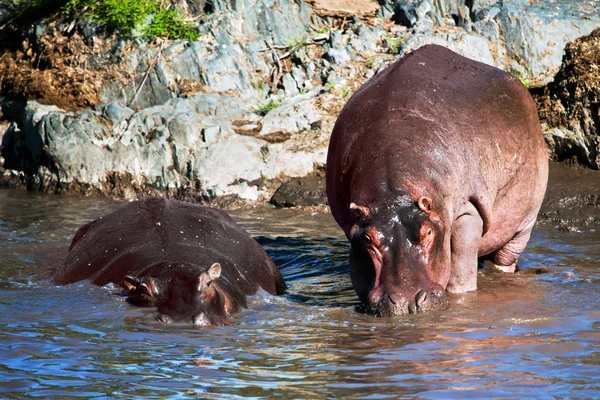 Hipopotam, hipopotam w rzece. Afryki Serengeti, tanzania, — Zdjęcie stockowe