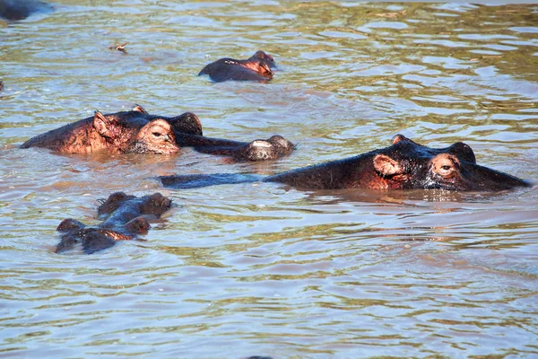 Hipopótamo, grupo hipopótamo en el río. Serengeti, Tanzania, África — Foto de Stock