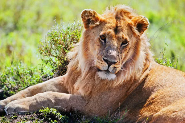 Young adult male lion on savanna. Safari in Serengeti, Tanzania, Africa — Stock Photo, Image