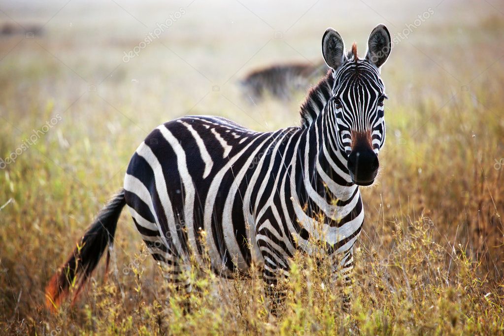 Cebra fotos de stock, imágenes de Cebra sin royalties | Depositphotos Cebra fotos de stock, imágenes de Cebra sin royalties | Depositphotos