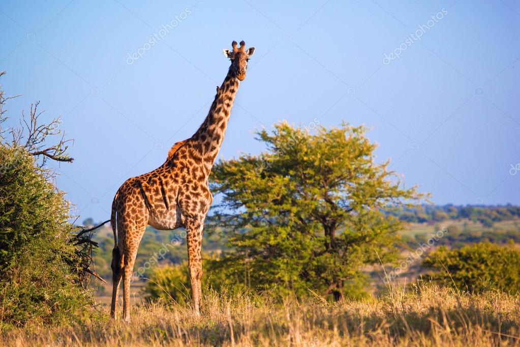 Giraffe Stock Photos, Royalty Free Giraffe Images | Depositphotos