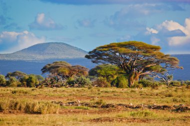 Savanna landscape in Africa, Amboseli, Kenya clipart