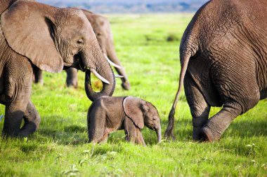 Elephants family on savanna. Safari in Amboseli, Kenya, Africa clipart