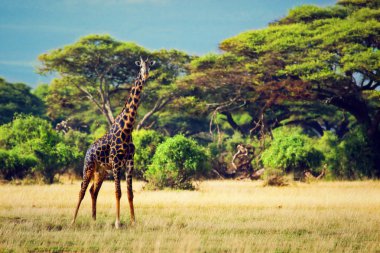 Giraffe on savanna. Safari in Amboseli, Kenya, Africa clipart