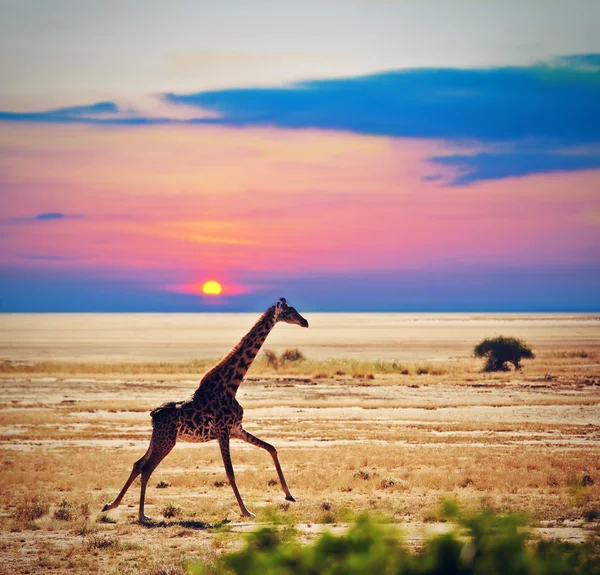 Giraffe op savanne. Safari in amboseli, Kenia, Afrika — Stockfoto