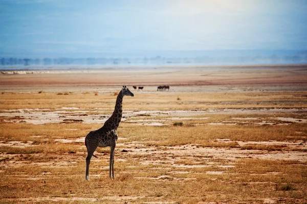 Жираф на саванне. Сафари в Амбосели, Кения, Африка — стоковое фото