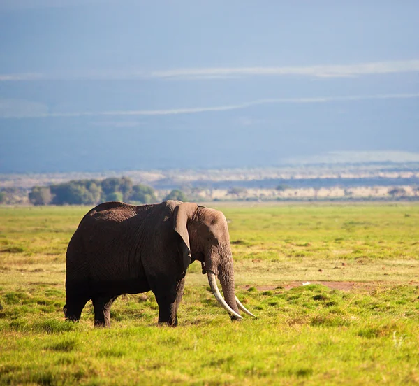 Elefant auf Savanne. safari in amboseli, kenia, afrika — Stockfoto