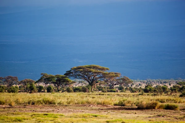 Krajobraz sawanny w Afryce, amboseli, Kenia — Zdjęcie stockowe