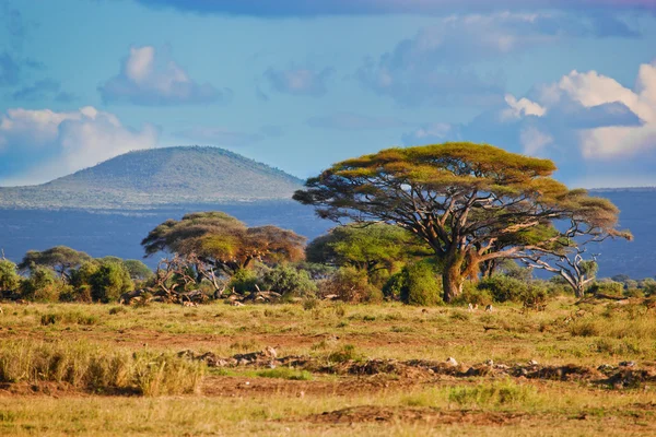 Paesaggio della savana in Africa, Amboseli, Kenya — Foto Stock