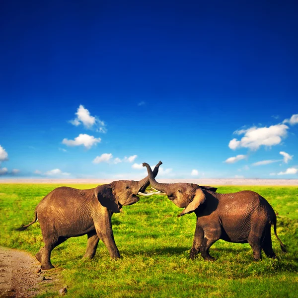 Elefantes jugando en Savanna. Safari en Amboseli, Kenia, África — Foto de Stock