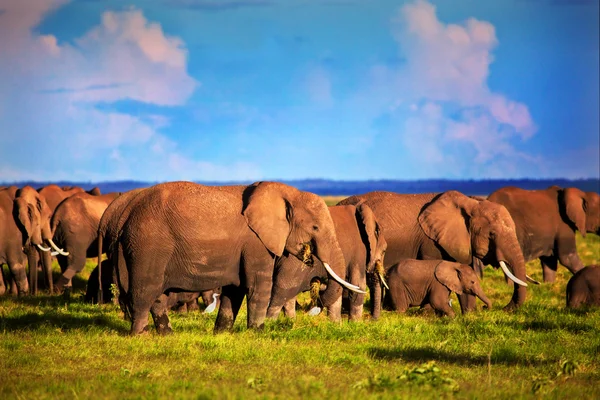 Elephants herd on savanna. Safari in Amboseli, Kenya, Africa — Stock Photo, Image