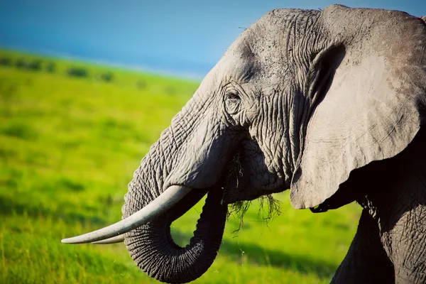 Słoń na sawannie. Safari Afryka amboseli, Kenia, — Zdjęcie stockowe