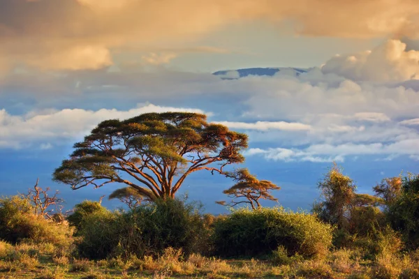 Berget kilimanjaro. Savanna i amboseli, kenya — Stockfoto