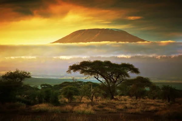 Berget kilimanjaro. Savanna i amboseli, kenya — Stockfoto