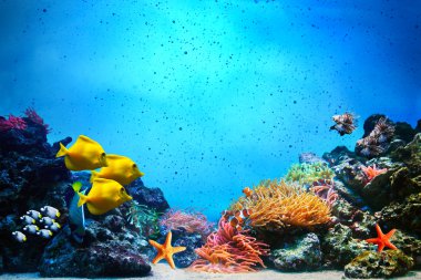 Underwater scene. Coral reef, fish groups in clear ocean water clipart