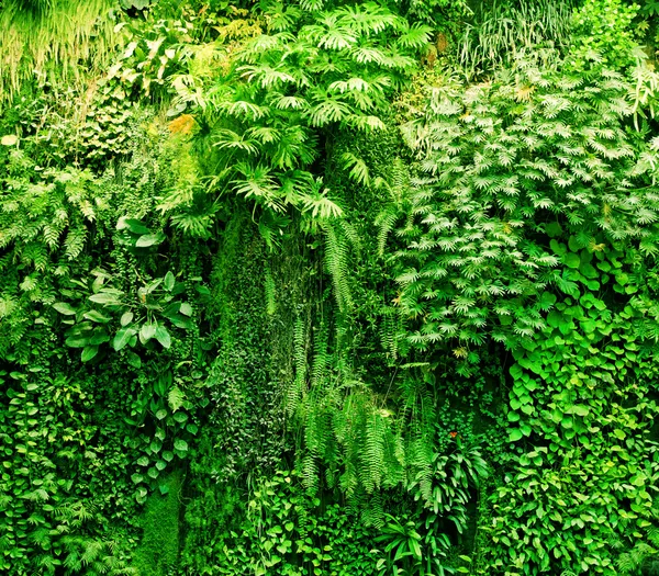 Tropiska växter grön bakgrund. — Stockfoto