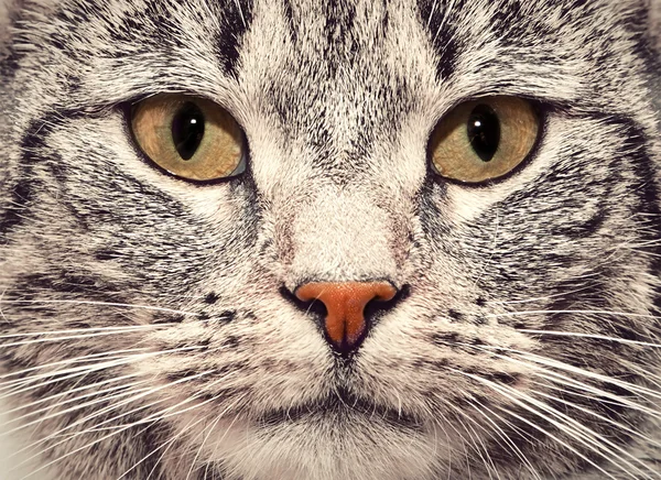 猫の顔クローズ アップの肖像画 — ストック写真