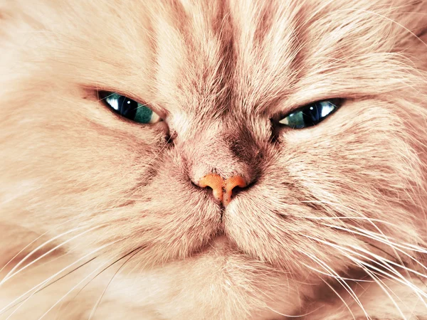 Cat face close up portrait — Stock Photo, Image