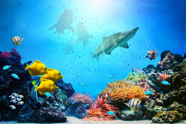 Onderwater scène. coral reef, vis groepen, haaien in duidelijk oceaanwater — Stockfoto