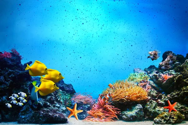 Cena subaquática. Recifes de corais, grupos de peixes em águas oceânicas límpidas — Fotografia de Stock