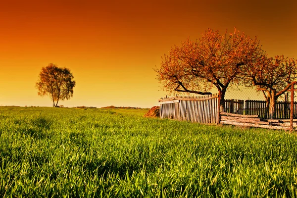 Countryside orchard landscape at sunset. Spring time — Stock Photo, Image