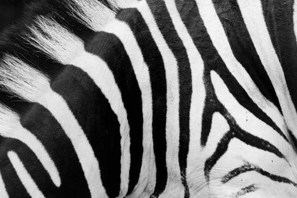 Zebramuster aus nächster Nähe. schwarze und weiße Streifen — Stockfoto