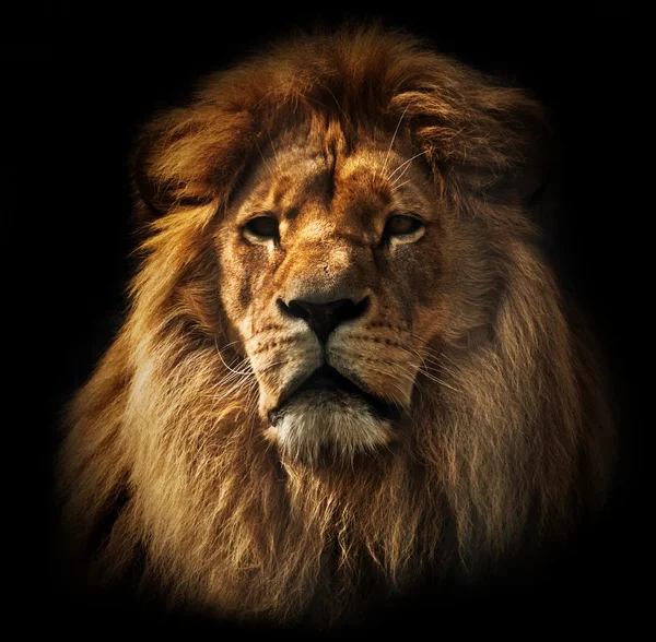 Lion portrait with rich mane on black — Stock Photo, Image