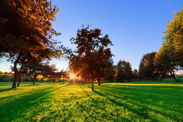 Late summer, autumn sunset in a park — Stock Photo, Image