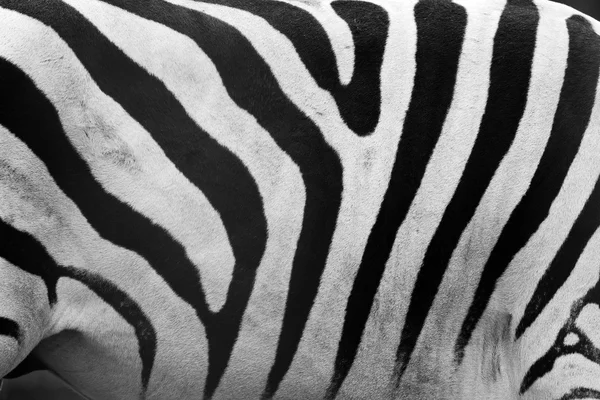 Schema zebra primo piano. Strisce bianche e nere — Foto Stock