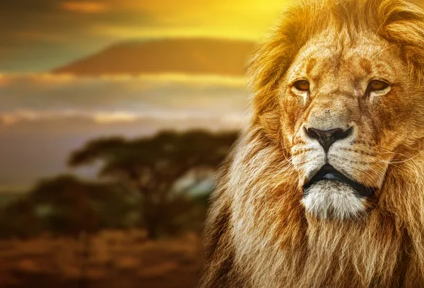 Lion portrait on savanna background and Mount Kilimanjaro — Stock Photo, Image